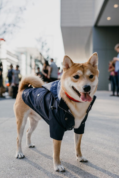 Zip Up Dog Raincoat